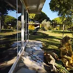 Jacaranda *
