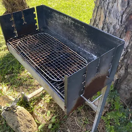 Jacaranda * 加的斯