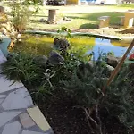 Jacaranda Cadice